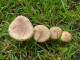 paddenstoelen 2 005